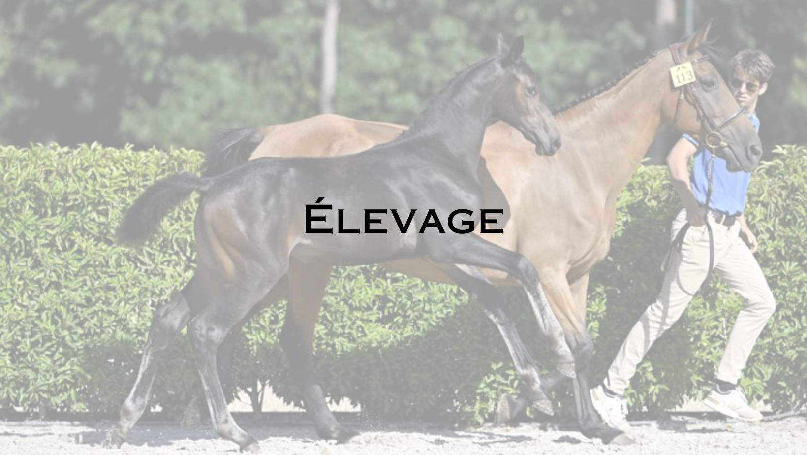 Elevage haras de bohr