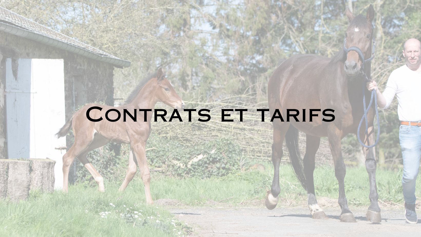 contrats tarifs haras de bohr