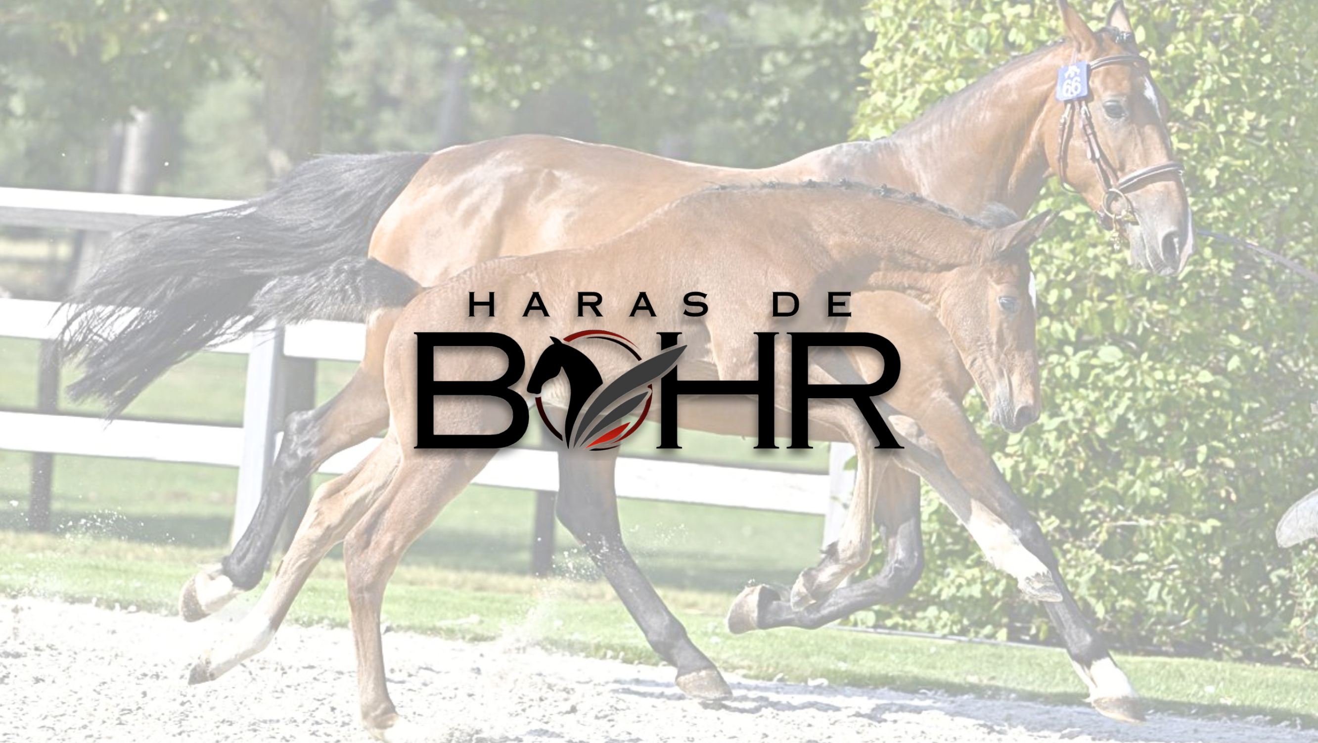 haras de bohr